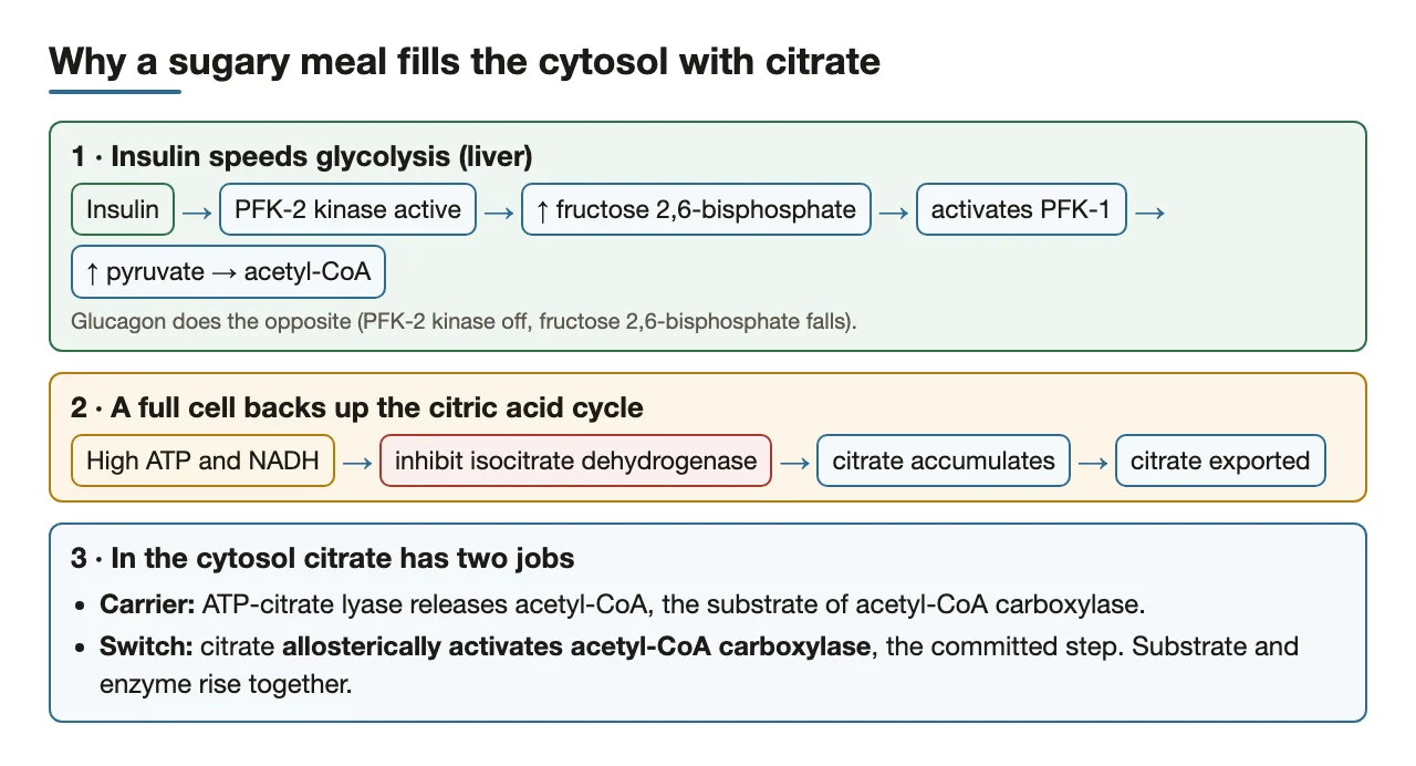Sugary meal: insulin speeds glycolysis, ATP/NADH back up the cycle, citrate exits and activates ACC.