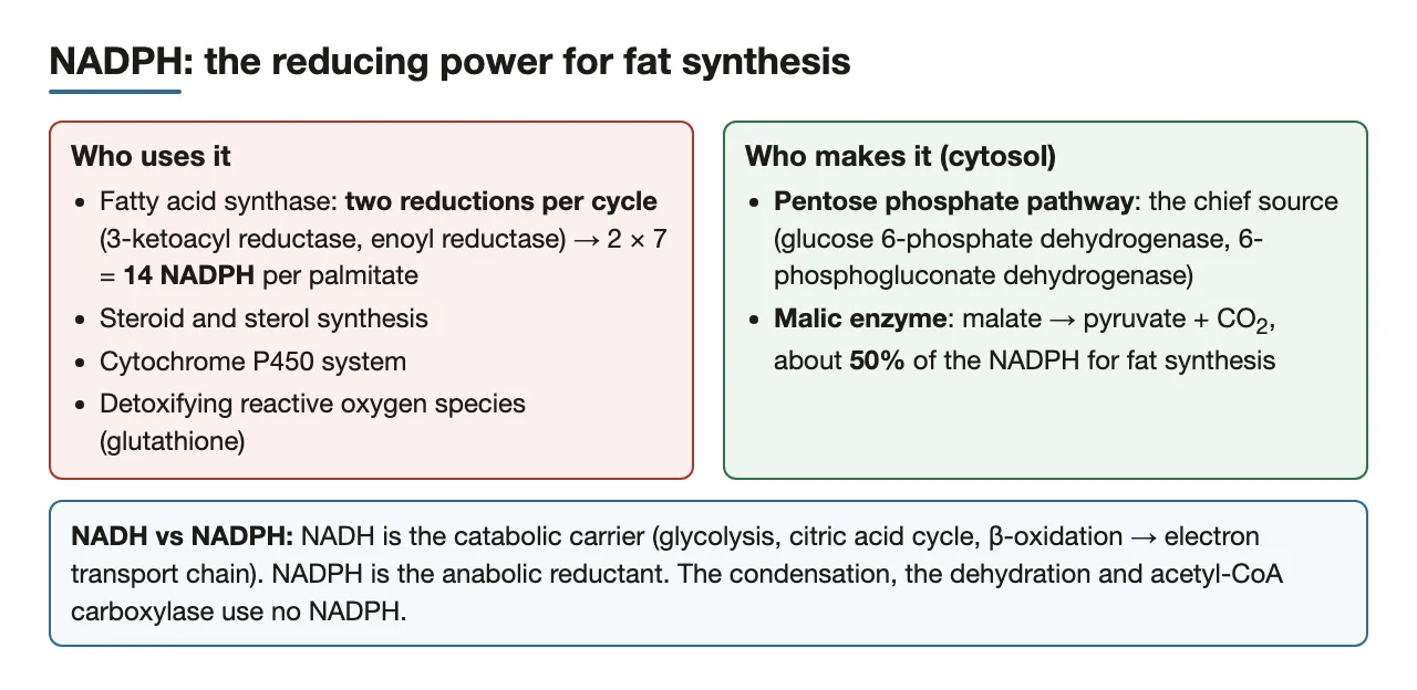 NADPH: used by FAS's two reductases (14 per palmitate); made by pentose phosphate pathway, malic enzyme.