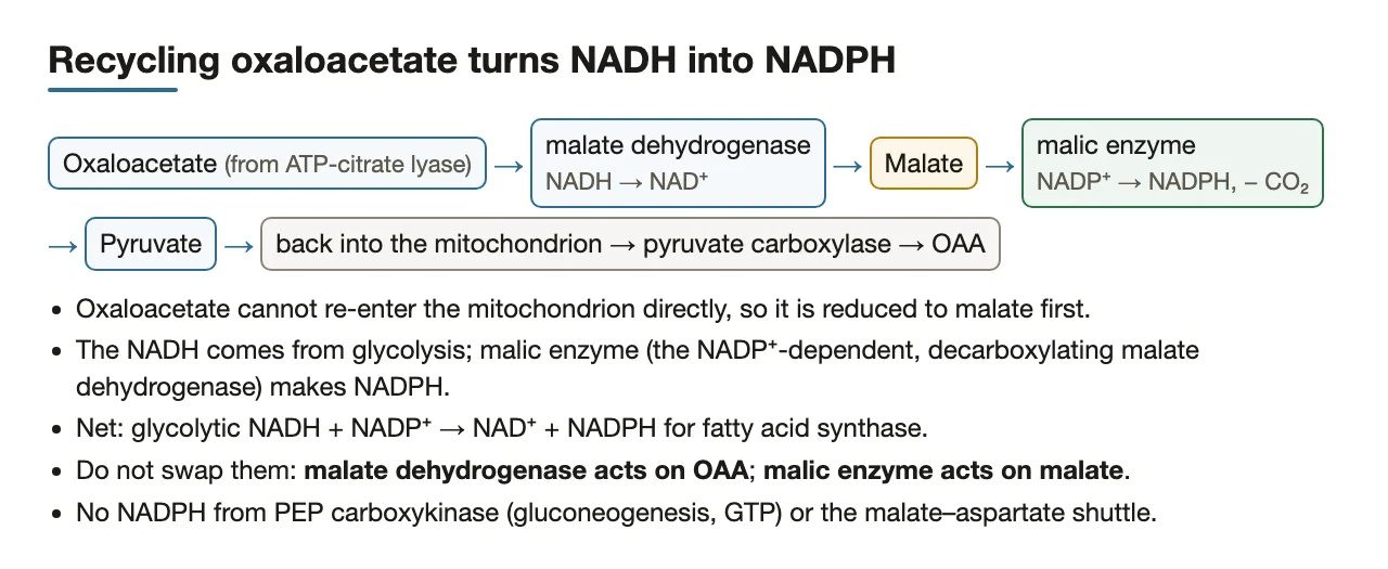 OAA → malate (malate dehydrogenase, uses NADH) → pyruvate (malic enzyme, makes NADPH).