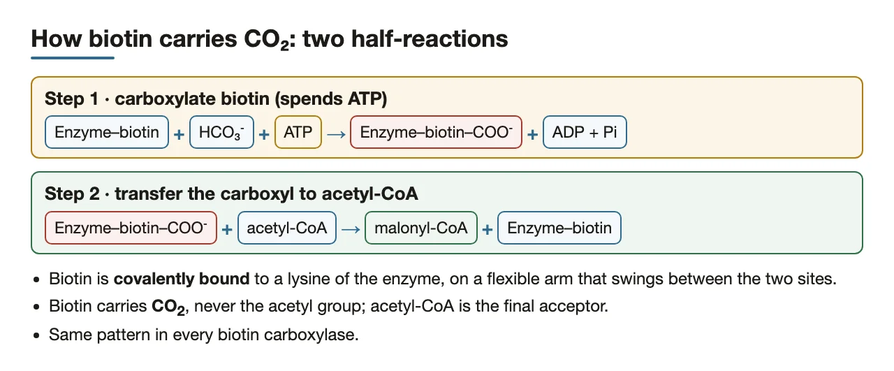 Two half-reactions: ATP carboxylates biotin, then biotin hands CO2 to acetyl-CoA.