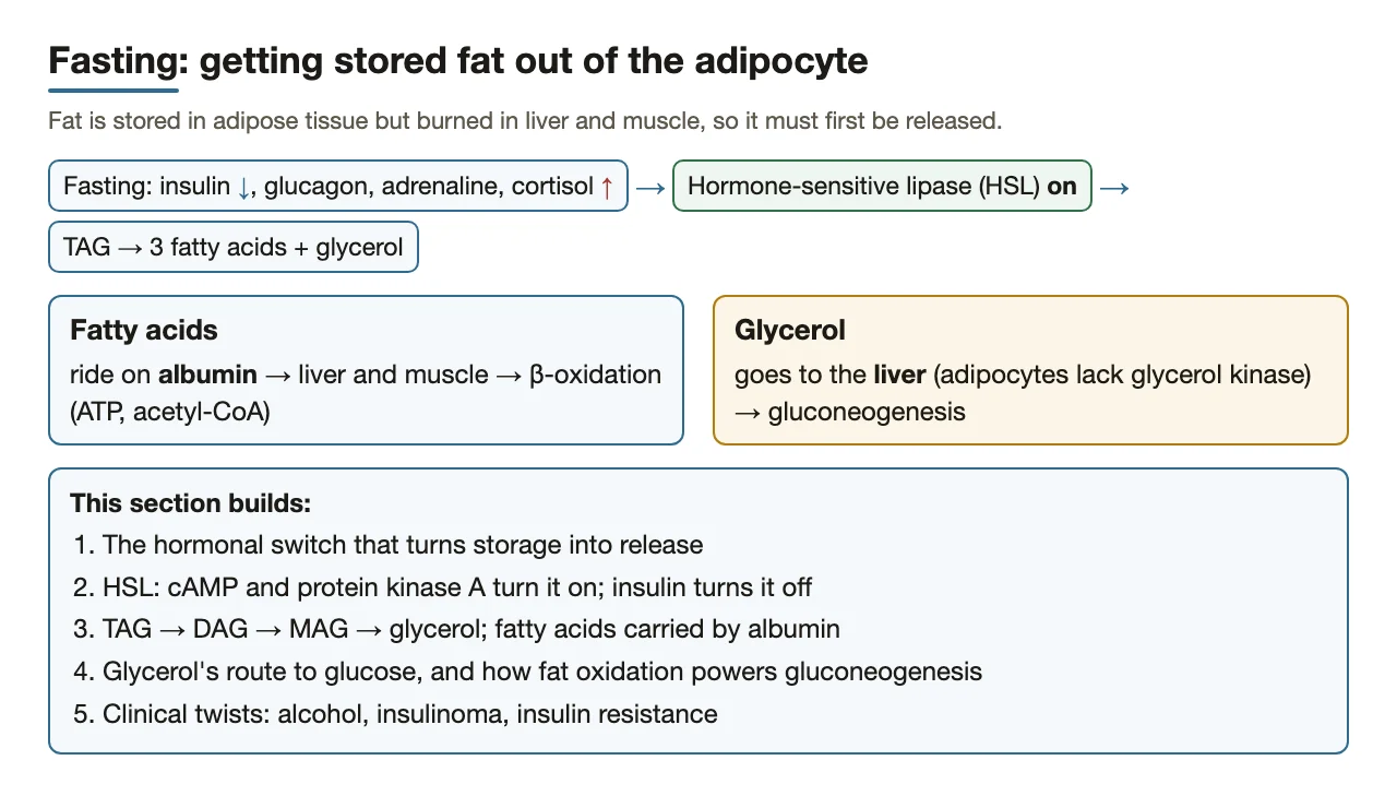 Preface: fasting hormones switch on HSL; fatty acids go to muscle and liver, glycerol to liver
