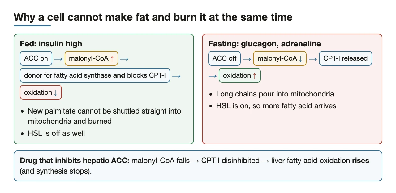 Fed vs fasting: malonyl-CoA decides whether fatty acids are made or burned