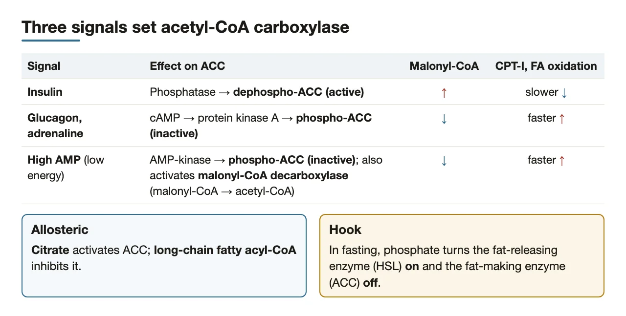 Insulin, glucagon/adrenaline and AMP set ACC; citrate and long-chain acyl-CoA act allosterically