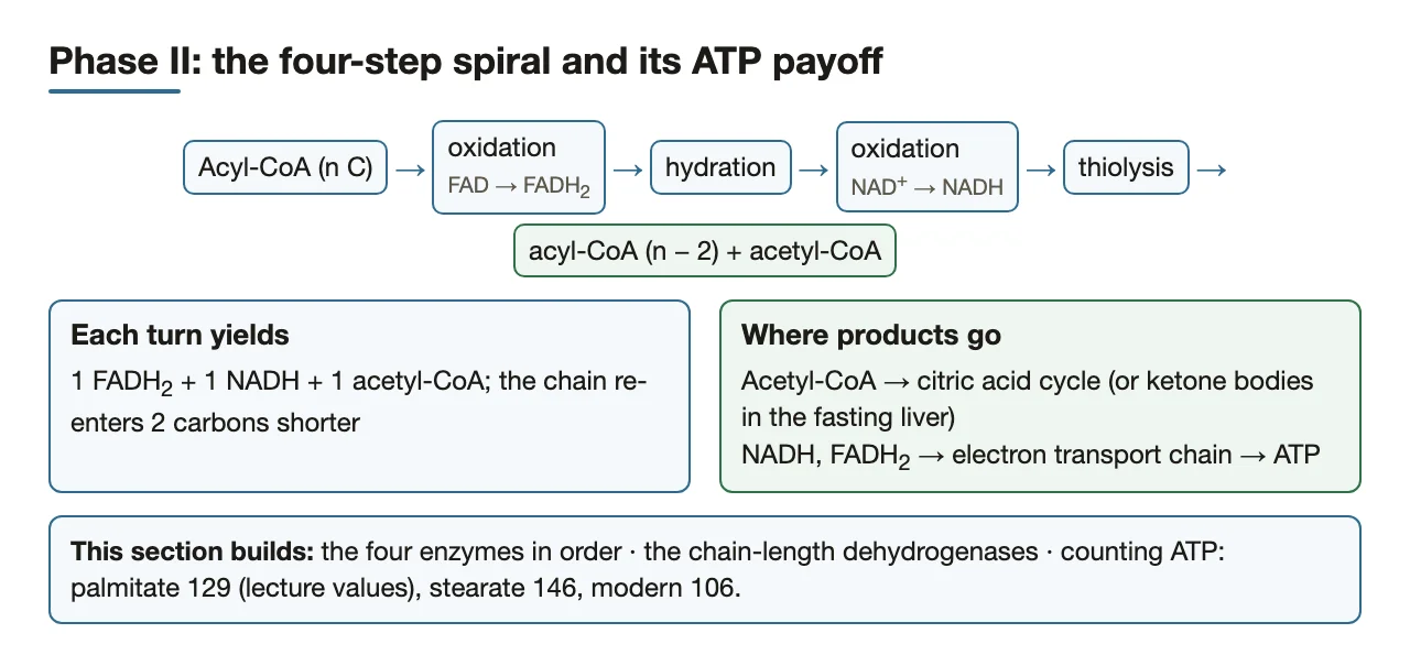 Preface: four steps per turn, one FADH2, NADH and acetyl-CoA each