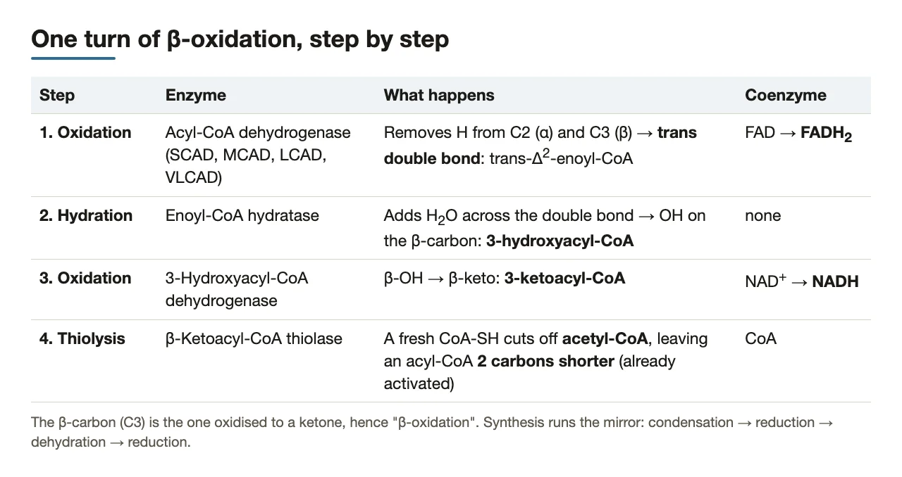 The four enzymes in order: what each does and which coenzyme it reduces