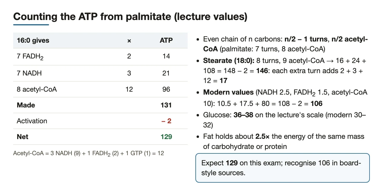 ATP arithmetic: palmitate 129, stearate 146, modern values 106, glucose 36–38
