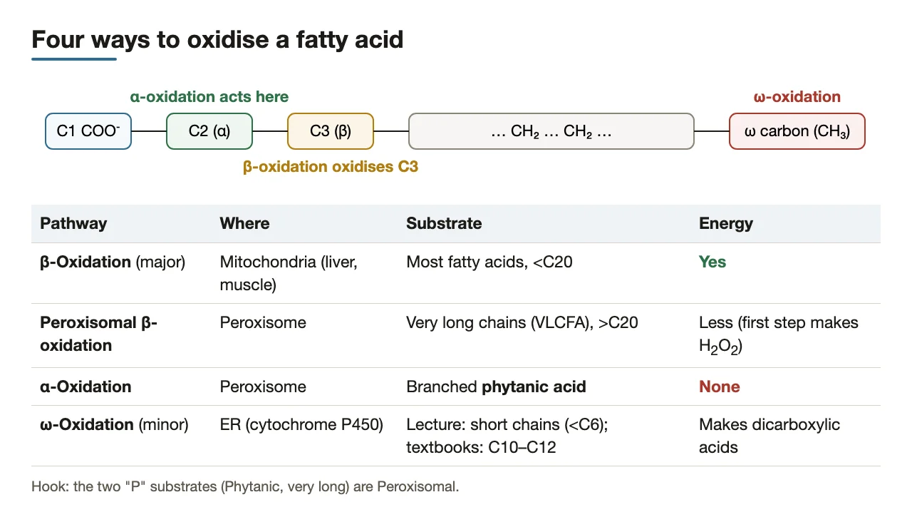Preface: α, β, ω carbons and the four oxidation pathways with their sites
