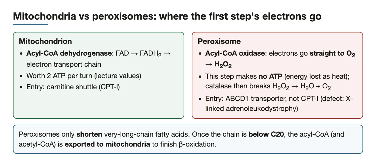 Mitochondria vs peroxisomes: FADH2 to the chain vs electrons to O2 as H2O2
