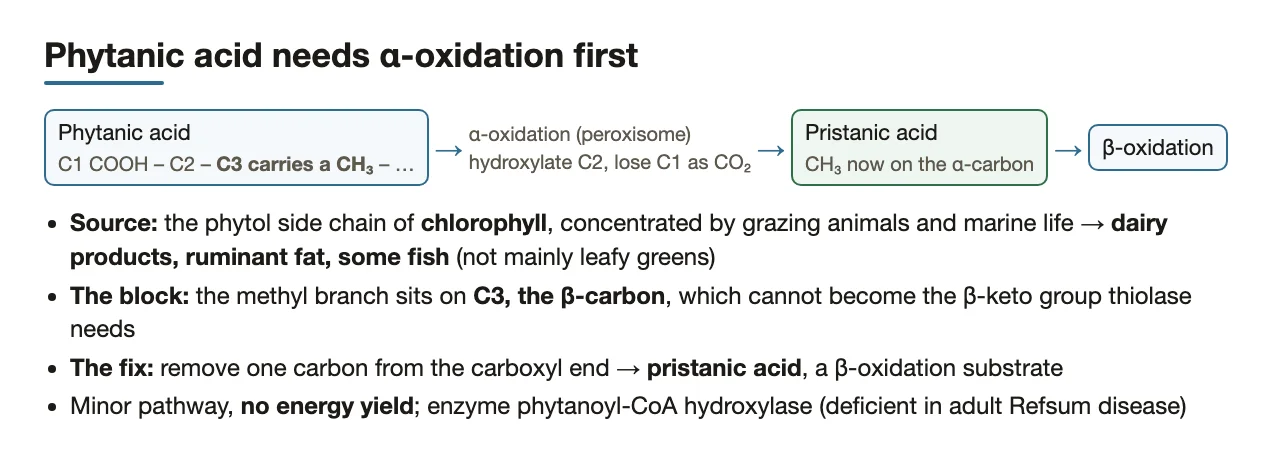 Phytanic acid: β-methyl blocks β-oxidation; α-oxidation removes C1 → pristanic acid