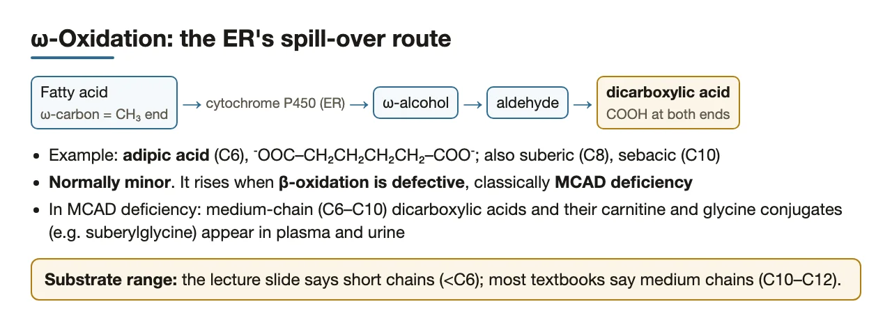 ω-Oxidation: P450 route to dicarboxylic acids, spill-over in MCAD deficiency