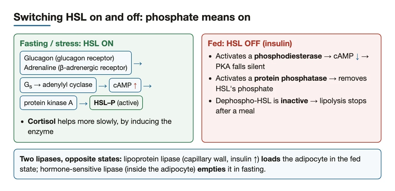 HSL switch: cAMP and PKA phosphorylate it on; insulin's phosphatase and phosphodiesterase switch it off
