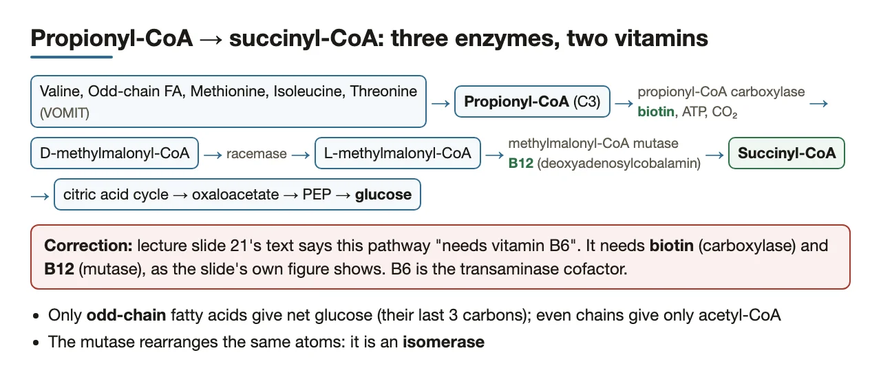 Three enzymes, biotin then B12; corrects the slide's B6; odd chains are glucogenic