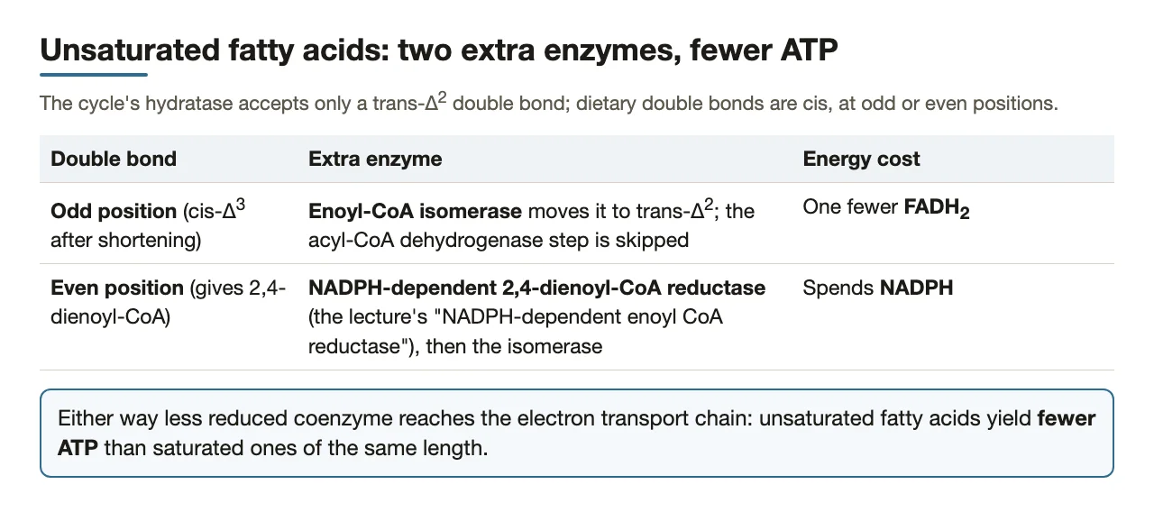 Odd-position bonds: isomerase, one less FADH2; even-position: NADPH reductase