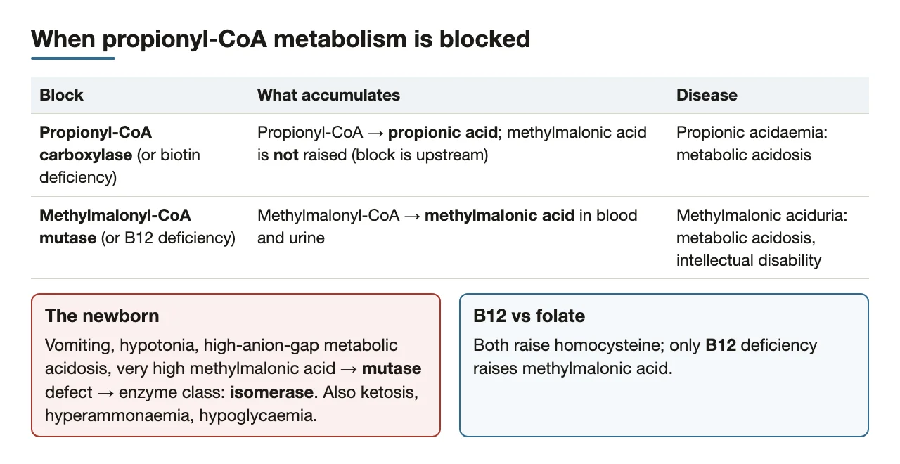 Carboxylase vs mutase blocks, the newborn with methylmalonic acid, B12 vs folate