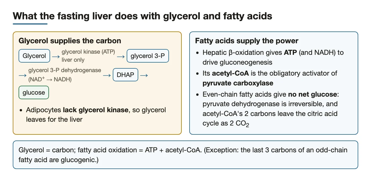 Glycerol supplies carbon for glucose; fatty acid oxidation supplies ATP and acetyl-CoA
