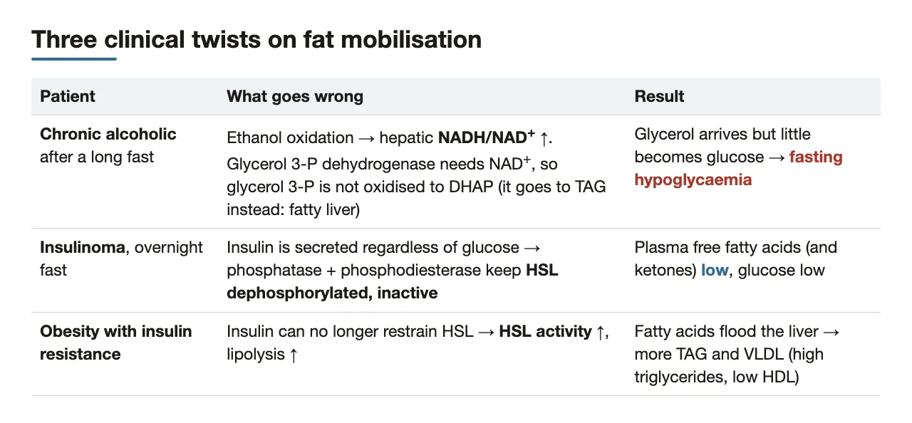 Clinical twists: alcohol blocks glycerol to DHAP; insulinoma lowers, insulin resistance raises lipolysis