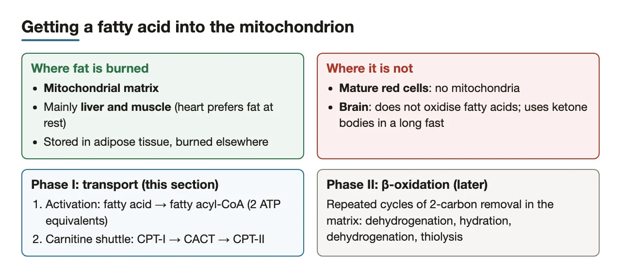 Preface: fat burns in liver and muscle mitochondria, not RBCs or brain; two phases