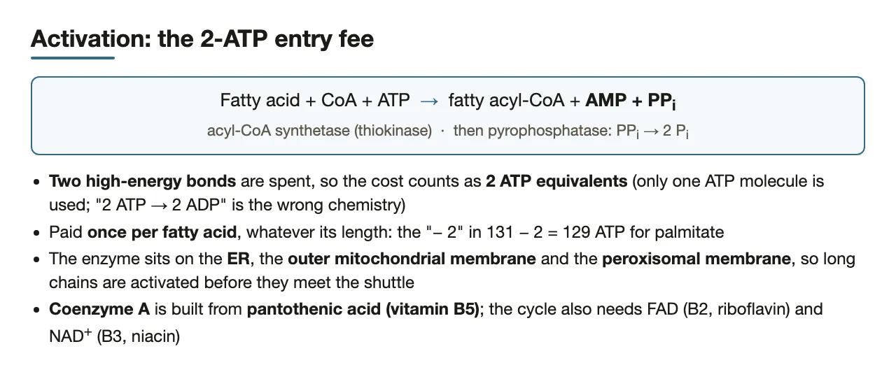 Activation: ATP → AMP + PPi, two bonds = 2 ATP equivalents; CoA from vitamin B5