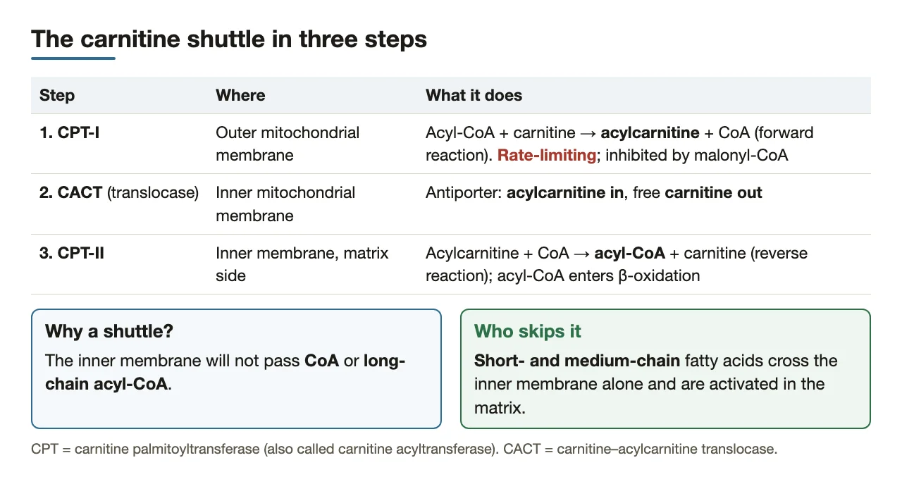 Shuttle steps: CPT-I makes acylcarnitine, CACT swaps it in, CPT-II rebuilds acyl-CoA