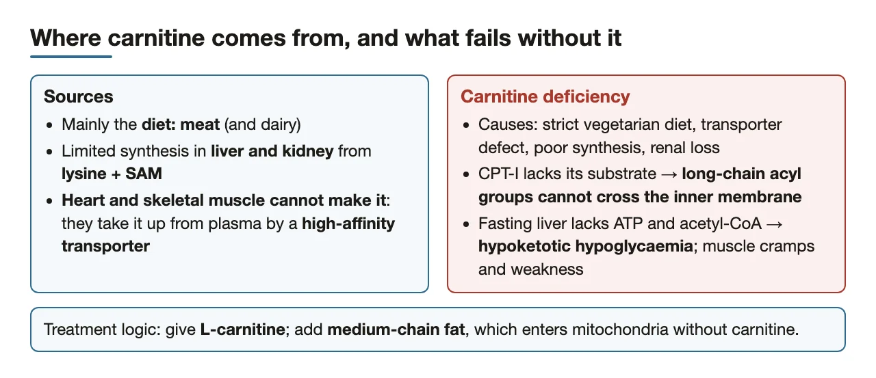 Carnitine sources, muscle uptake, and why deficiency blocks long-chain oxidation