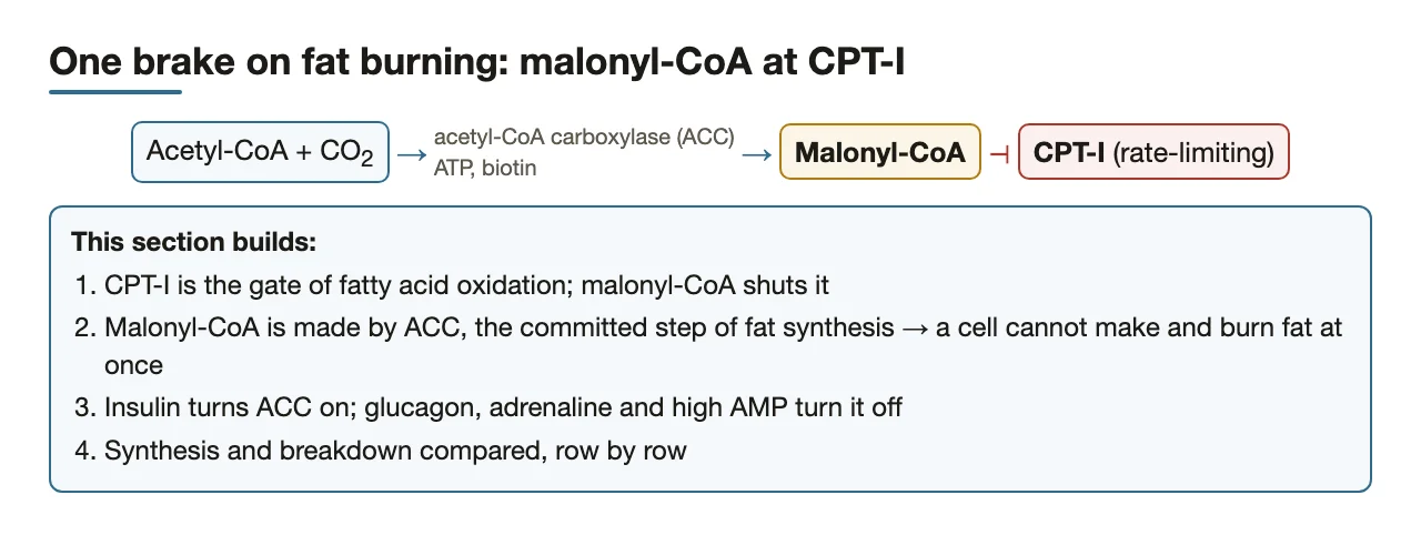 Preface: ACC makes malonyl-CoA, which shuts CPT-I, the gate of fat oxidation