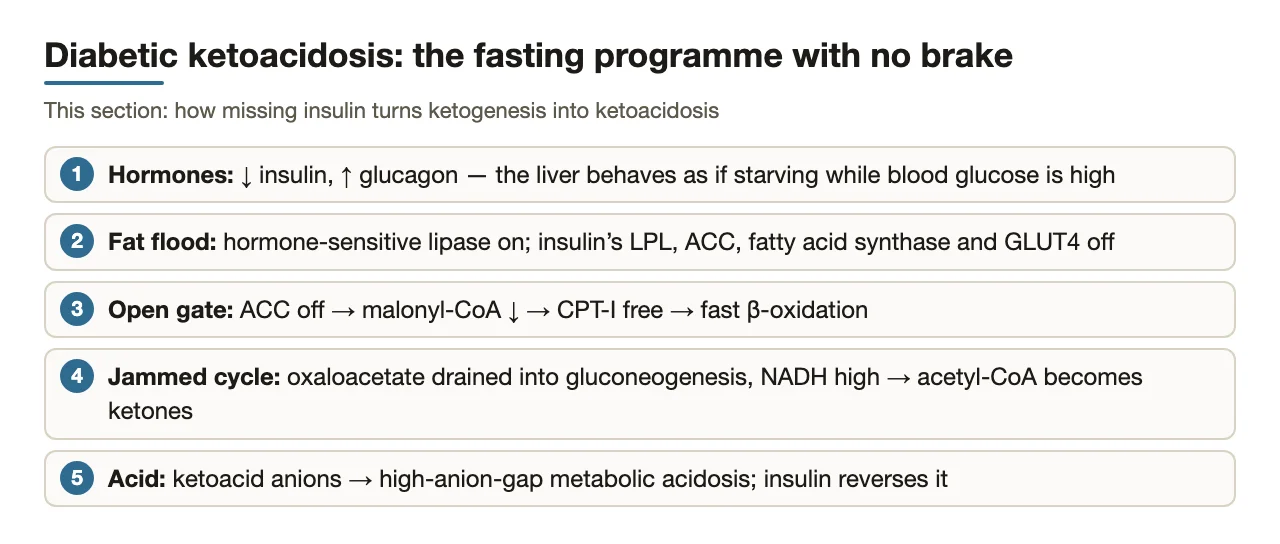 Preface: hormones, fat flood, open CPT-I gate, jammed citric acid cycle, acid