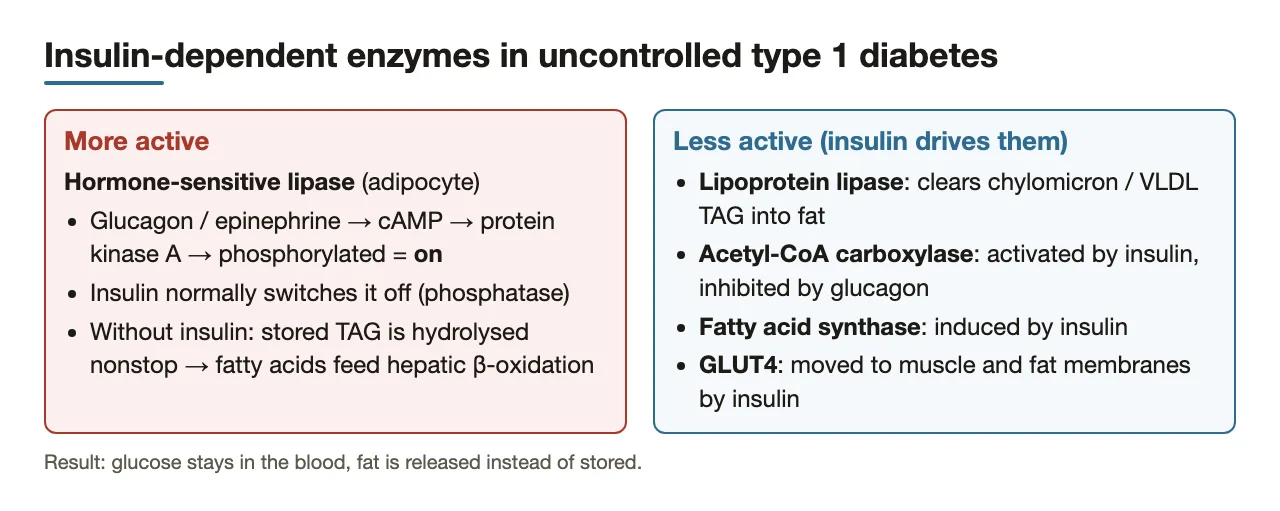 Hormone-sensitive lipase up; lipoprotein lipase, ACC, fatty acid synthase and GLUT4 down