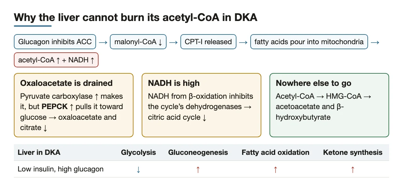Why acetyl-CoA becomes ketones: PEPCK drains oxaloacetate, NADH inhibits the cycle