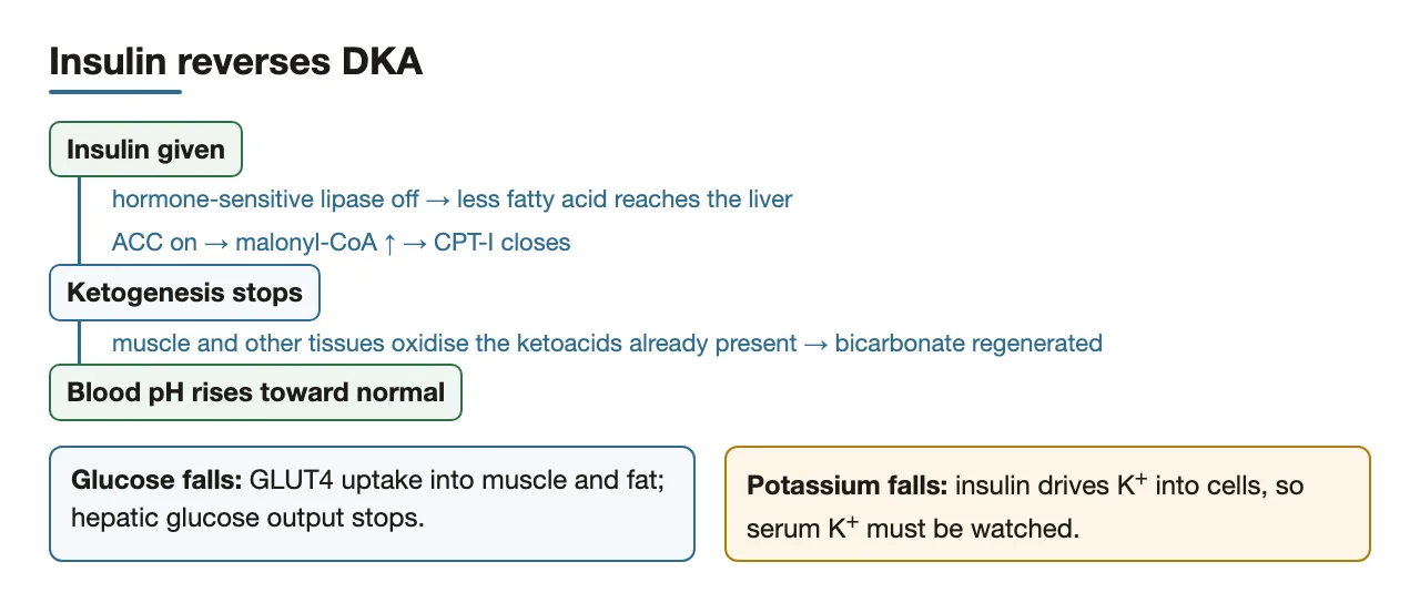 Insulin stops lipolysis and ketogenesis; ketoacids are burned, bicarbonate restored, pH rises