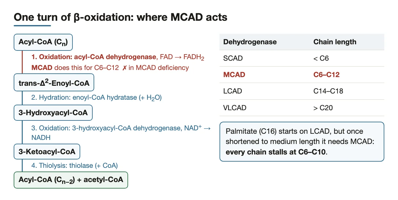 One β-oxidation turn: MCAD performs the first, FAD-linked oxidation for medium chains