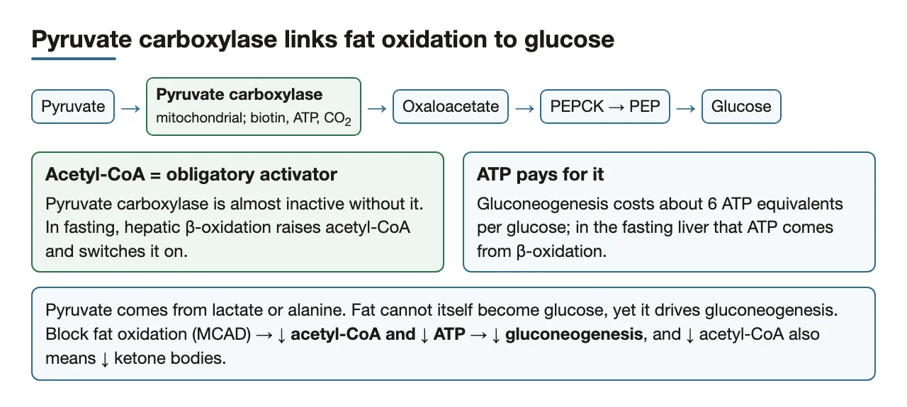 Pyruvate carboxylase needs acetyl-CoA; fat oxidation powers gluconeogenesis