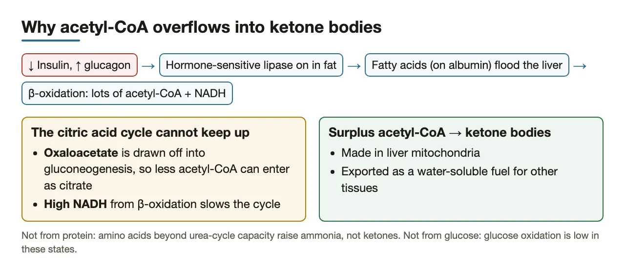 Why acetyl-CoA overflows: oxaloacetate drained, NADH high, so the surplus becomes ketones