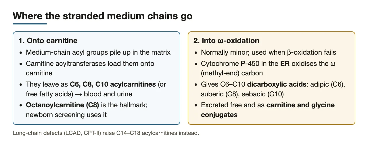 Stranded chains leave as C6–C10 acylcarnitines or become dicarboxylic acids