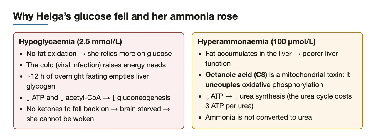 Glucose: no fat fuel, infection, empty glycogen; ammonia: octanoate uncouples, less urea