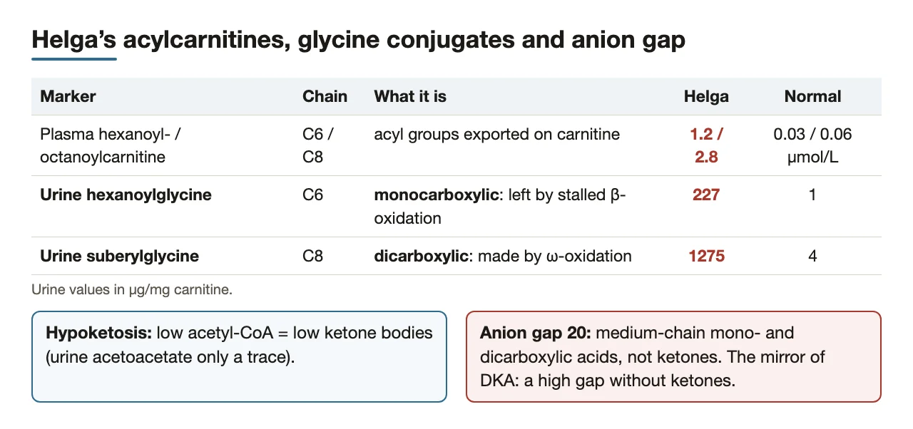 Helga's acylcarnitines and glycine conjugates explained; an anion gap without ketones