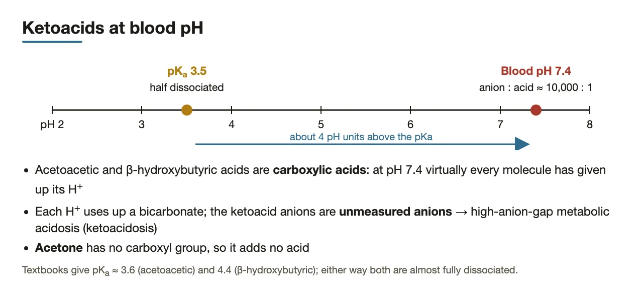 At pH 7.4 both ketoacids are almost fully dissociated, releasing H+; acetone is not an acid