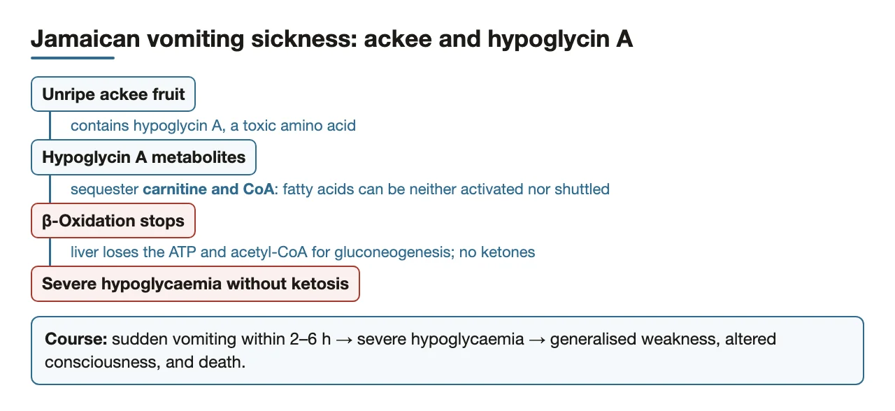 Hypoglycin A traps carnitine and CoA → β-oxidation stops → severe hypoglycaemia