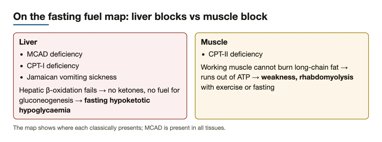 Liver blocks give hypoketotic hypoglycaemia; muscle CPT-II gives rhabdomyolysis