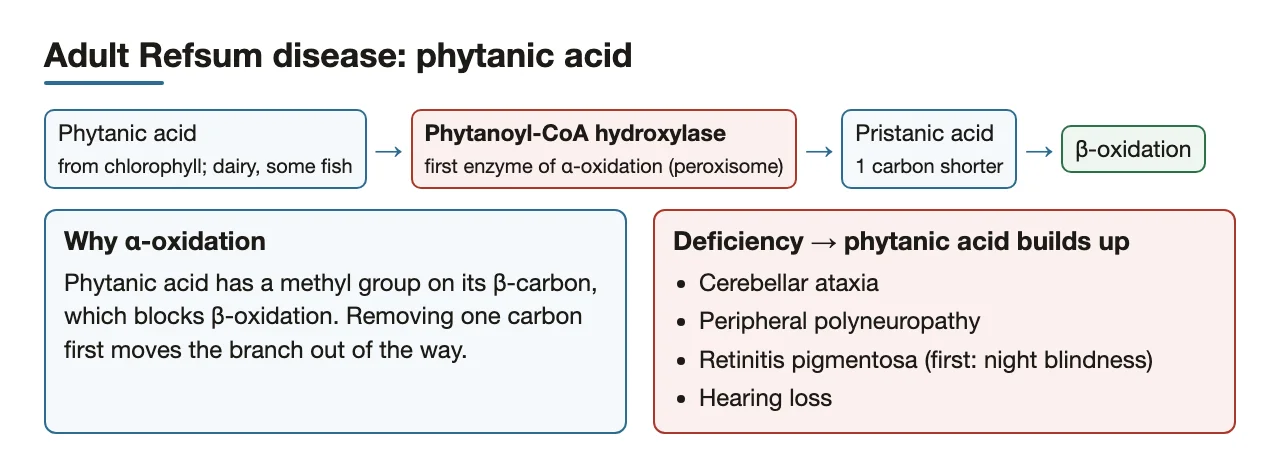 Adult Refsum: phytanoyl-CoA hydroxylase block and its four features