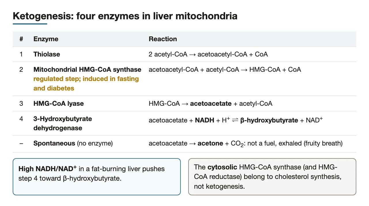 The four ketogenic enzymes, NADH-driven β-hydroxybutyrate and spontaneous acetone