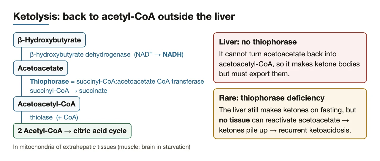 Ketolysis step by step; why liver, and thiophorase-deficient infants, cannot use ketones