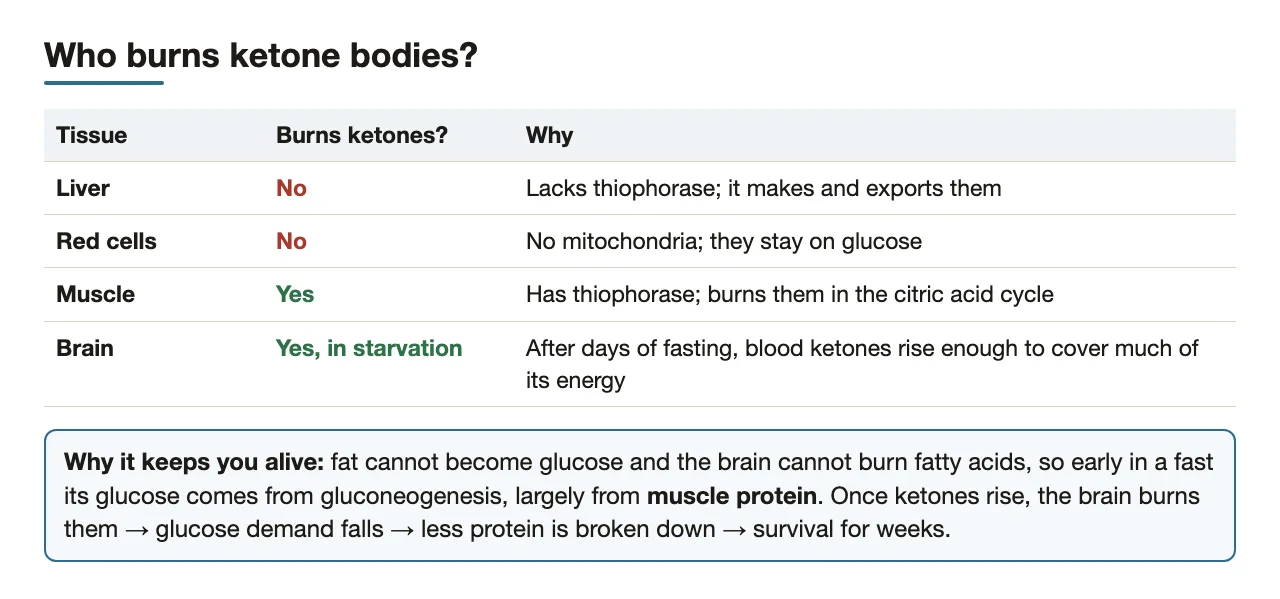 Which tissues burn ketones, and why the brain's switch spares muscle protein