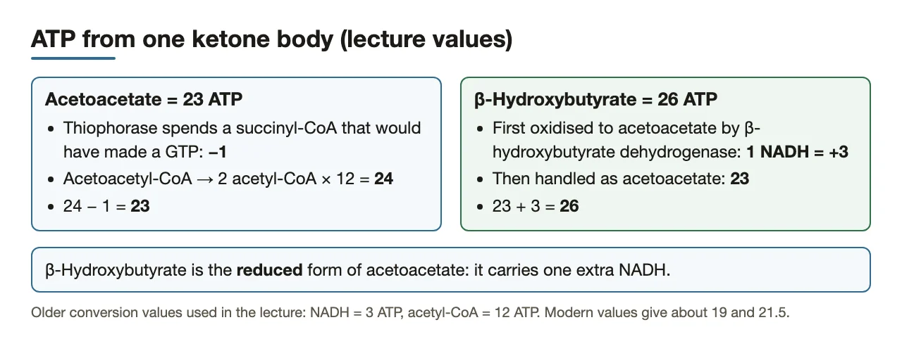 ATP arithmetic: acetoacetate 23, β-hydroxybutyrate 26 because of one extra NADH