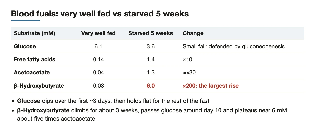 Very well fed vs starved 5 weeks: β-hydroxybutyrate rises most, to 6 mM
