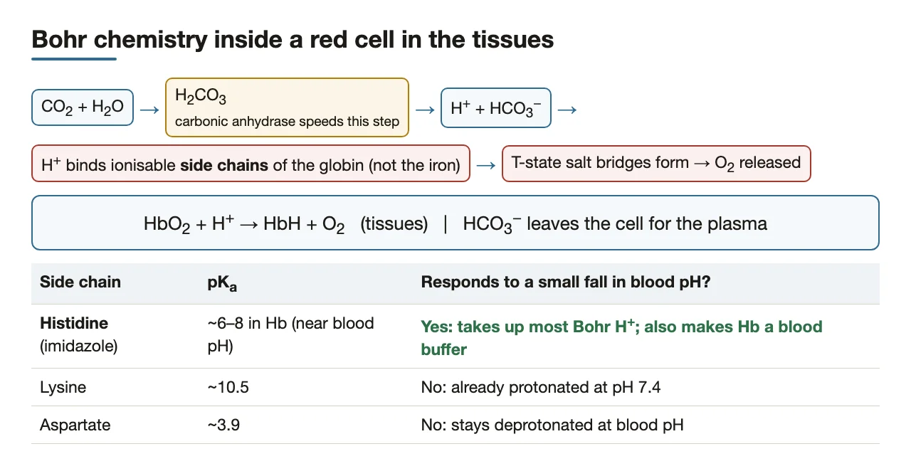 Red-cell chemistry of the Bohr effect, and why histidine takes up the H+.