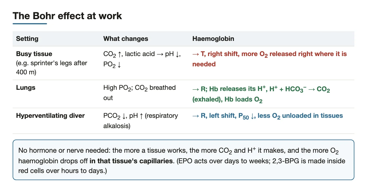 Three cases: busy muscle releases more, the lungs reverse it, hyperventilation releases less.