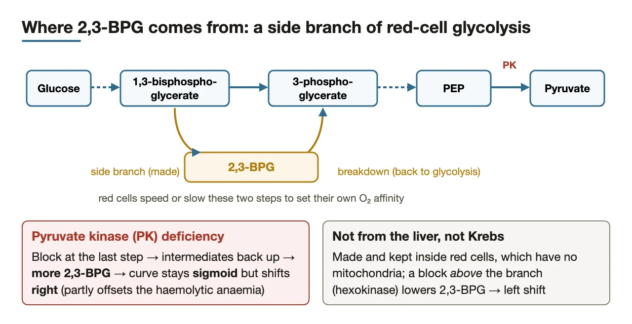 The glycolytic side branch making 2,3-BPG; pyruvate kinase deficiency raises it, shifting right.