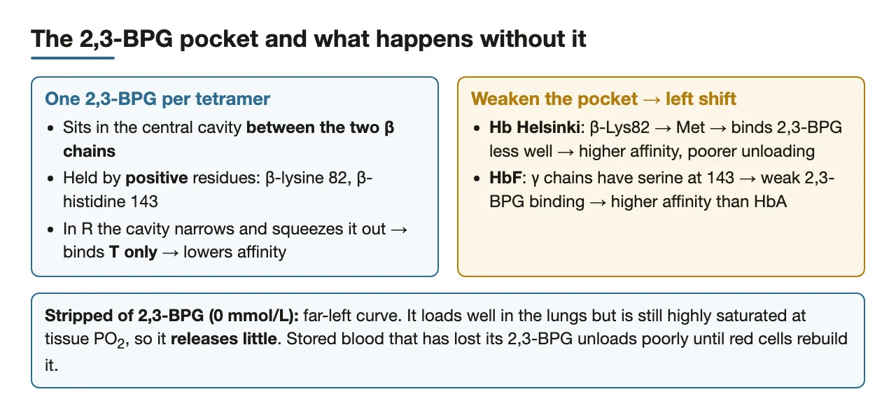 Pocket residues, Hb Helsinki and HbF, and haemoglobin stripped of 2,3-BPG.