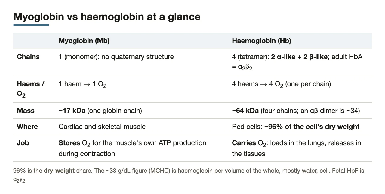 Side by side: chains, haems, mass, location and job of myoglobin vs haemoglobin.