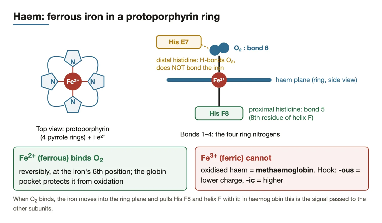 Haem: Fe2+ in protoporphyrin; His F8 bonds below, O2 above; only Fe2+ binds O2.
